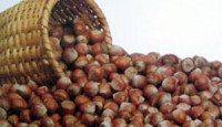 Pazara 321 Bin Ton Fındık İndi