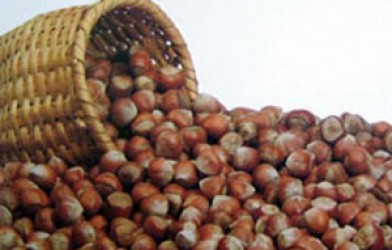 Pazara 321 Bin Ton Fındık İndi